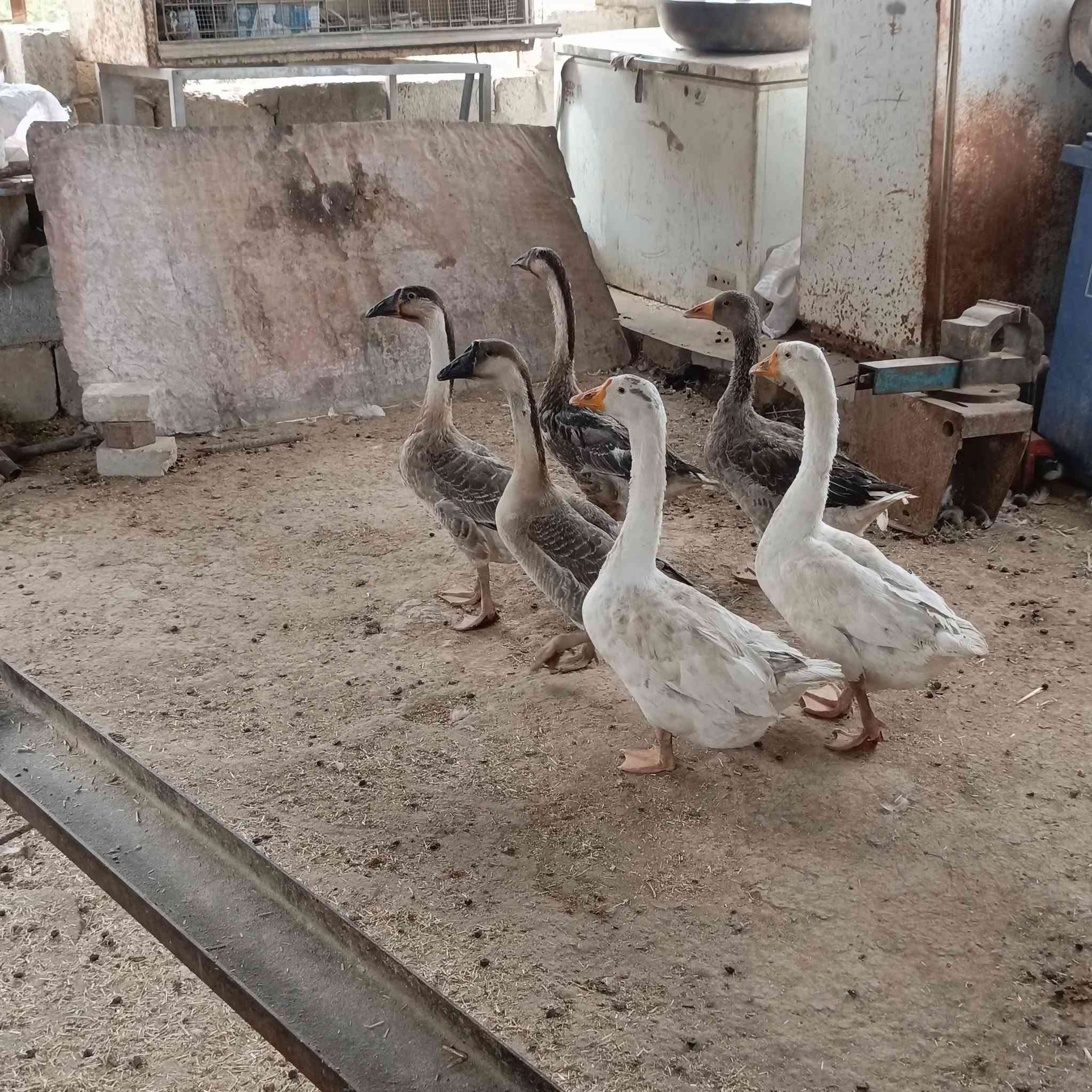 قازات كوبرا للبيع اكو قاز واحد بس عادي ***********
