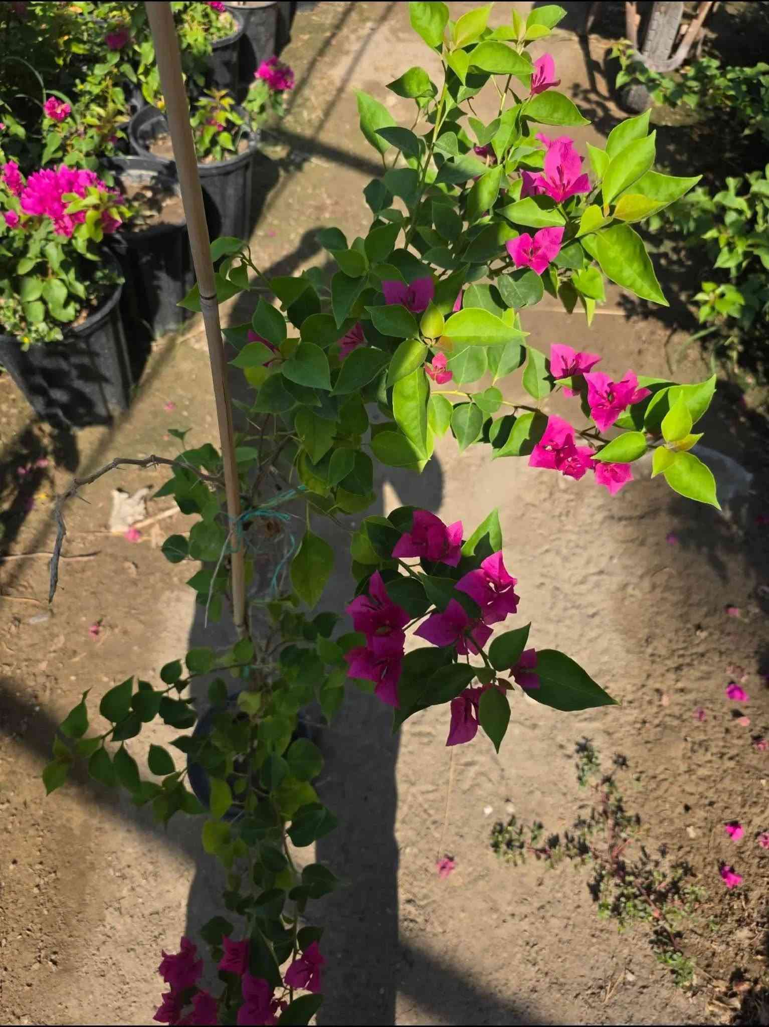 أشجار خارجيه ب انسب لاسعار عروض بلاش 🌳😍🥹
شجره أكاسيا مصري 🌳🥹🌼

جاكندار البنفسجي 🌸
شجره السبحبح 

شجره البيزا 

شجره جهنميً 

ومتسلقي الجهنمي 

كل هاي تلكوهً يم مشتل الدجيل🧑‍🌾😍
لاستفسار ***********

توجد خدمه توصيل 🚚
