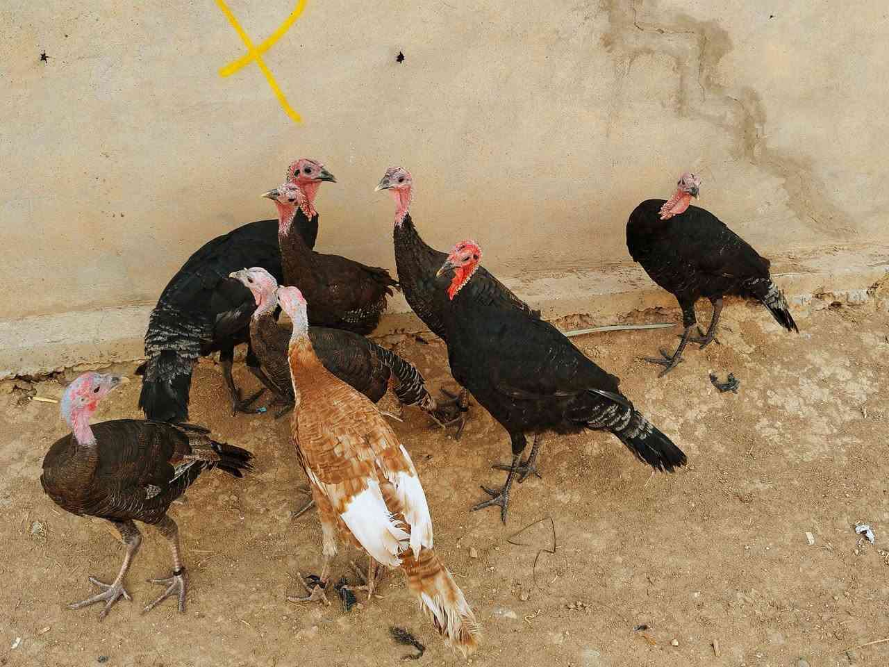بسم الله الرحمن الرحيم
سلام عليكم #للبيع علويات انضاف خشنات فول صحه ونشاط فول #المكان #الموصل الجانب الأيمن أشراي اشراي يتصل على راقم ***********
***********
