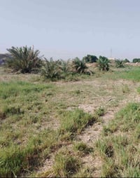 بالمزبانيه ع الشط • ٣ دونم • تأسيس كامل