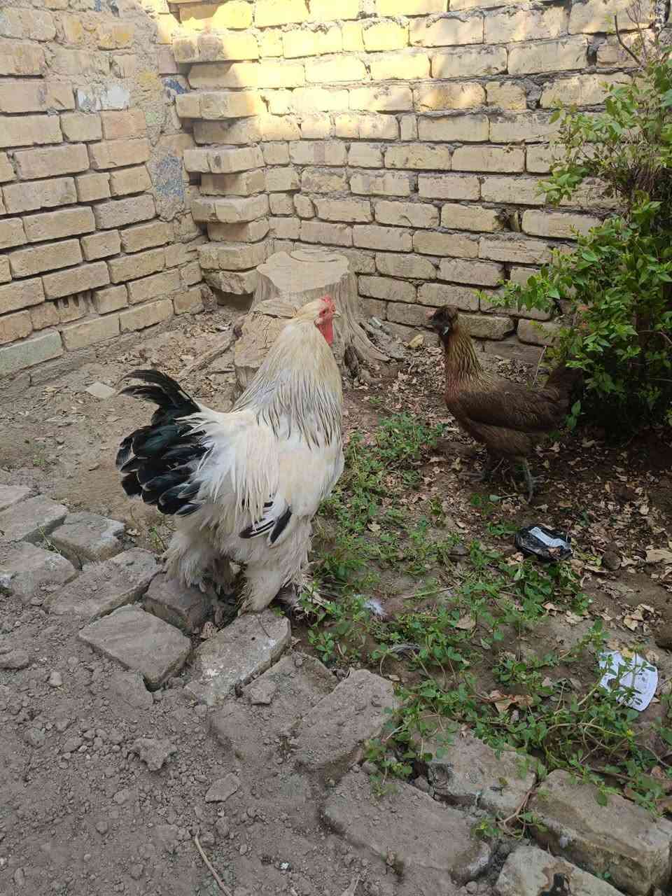 عندي ديج ابراهما خط اول عمره سنتين الشراي يتصل على الرقم *********** اني بلكوت
