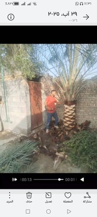 قطع نخل • نبك • تكريب نخل
