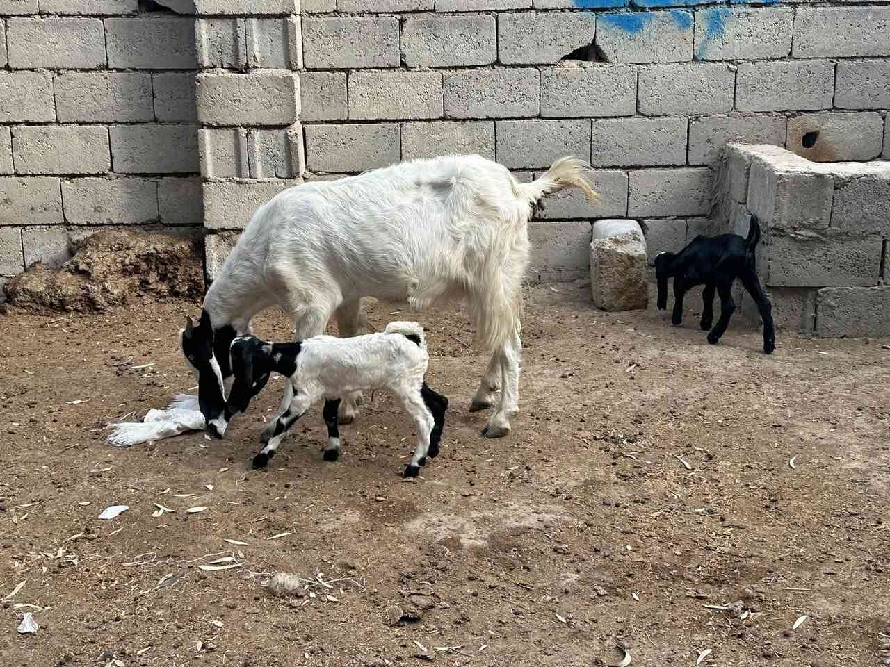 أفغانيه لبيع وراهه توم ثالث بطن رايدهه ٧٥٠وبيهه مجال بصيط مكاني شهربان المقداديه
***********
