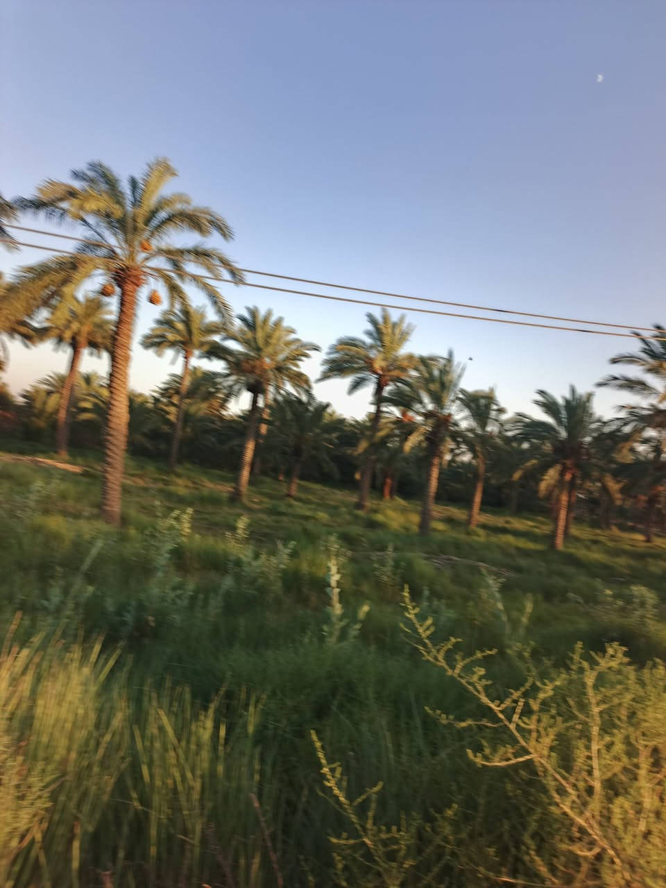 الكتابة
🌴 للبيع أرض طابو صرف – 3 دونمات 🌳
📐 المساحة: 3 دونمات
📜 طابو صرف
🌴 تحتوي على نخيل وأشجار تين مثمر
📍 الموقع: منطقة الدورة – قضاء السنية
🚗 تبعد عن الشارع العام طريق حلة–ديوانية حوالي 2 كم
💧⚡ متوفر كافة الخدمات
📞 للاستفسار:
***********
***********
📍 للاستفسار أكثر مراجعة مكتب الساقي للعقار – الشارع التجاري
أبو سجاد للعقار

