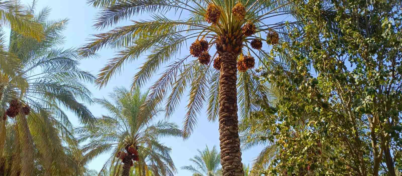 بستان1100 متر للبيع طابو زراعي سند 25 تحويل مباشر بسم المشتري السعر 100 مليون وقابله للتفاوض العنوان بغداد ناحية الراشدية قرب البحيرة تتوفر جميع الخدمات للاستفسار الاتصال على الرقم *********** مكتب العبيدي للعقار

