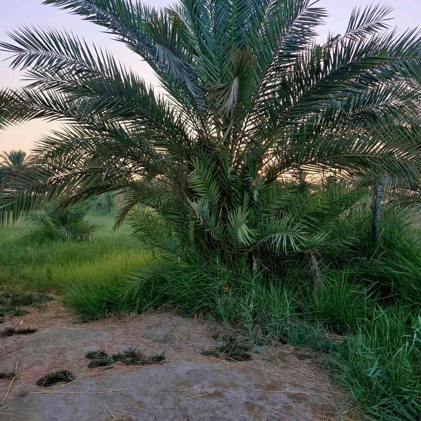 دونم ٢٥٠٠م • طريق السيد ابراهيم • ماء وكهرباء