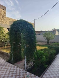 حلة النخيلة الغربية • ٤٠٠م • سند ٢٥