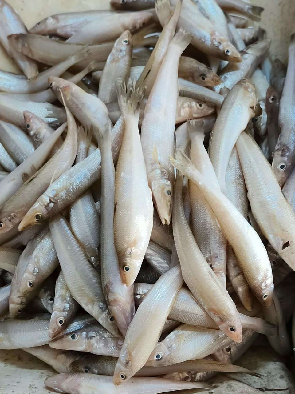 سمك • دجاج • سومر