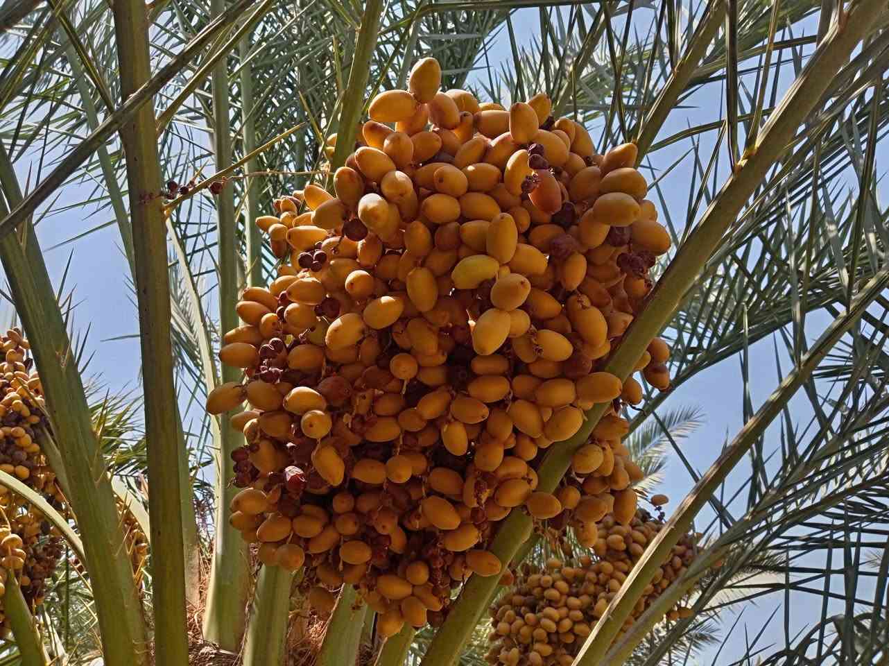 السلام عليكم يوجد تمر خستاوي وزاهدي وشكري ويوجد لدينا بناتي نخل من كل نوع
الفسائل سعرهن راسلو ع رقم واتس وتدللون ***********
شكري الكيلو ب 500. 1 الف ونص
الزاهدي ب 2000 الفين
الخستاوي 500. 1 الف ونص

