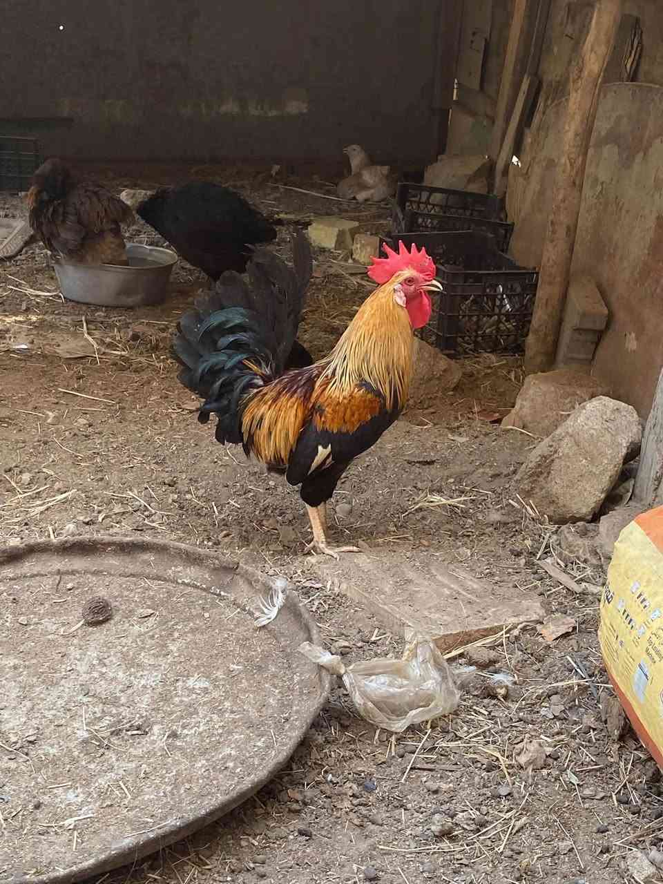 ديج عراقي • اطراف قصيره • بصره قرنه