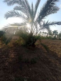 نخل • خضراوي مندلي • فسائل