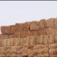 تبن • ٢٠٠٠كبسة • بادية السلحوبية