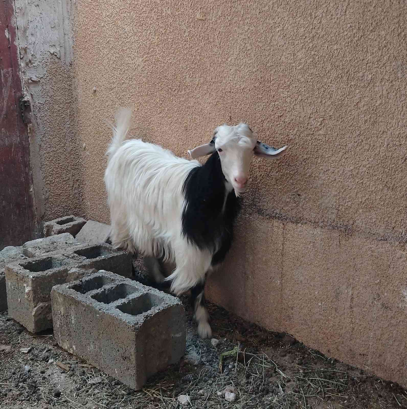 صخله • للبيع • استفسار