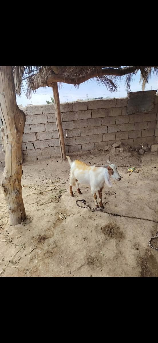 جدي • درجة أولى • فيه مجال الشراي
