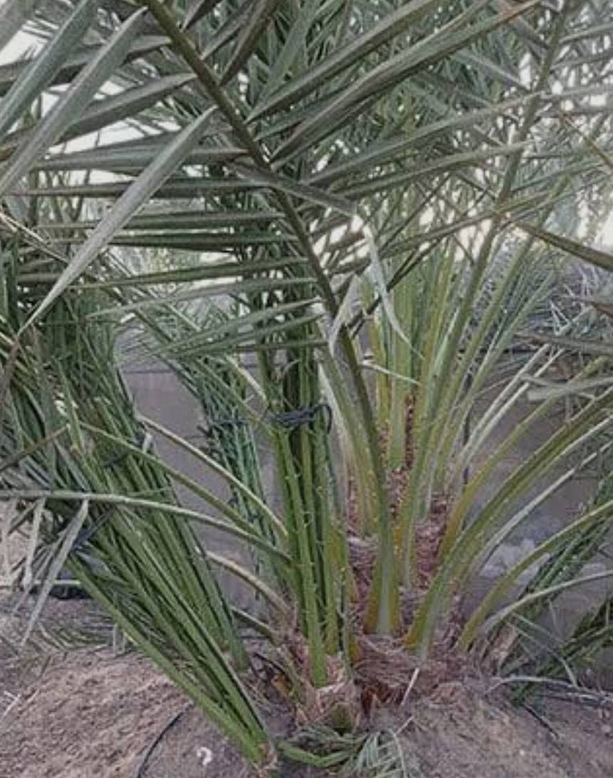 السلام عليكم يوجد لدينا كادر عمل للنخيل وللاشجار  وايضا النخيل البرحي والمكتوم والحلاوي والسلطاني موجود هذا الحجم اللي بالصوره +  سكاكين النخيل للتواصل واتساب ***********
