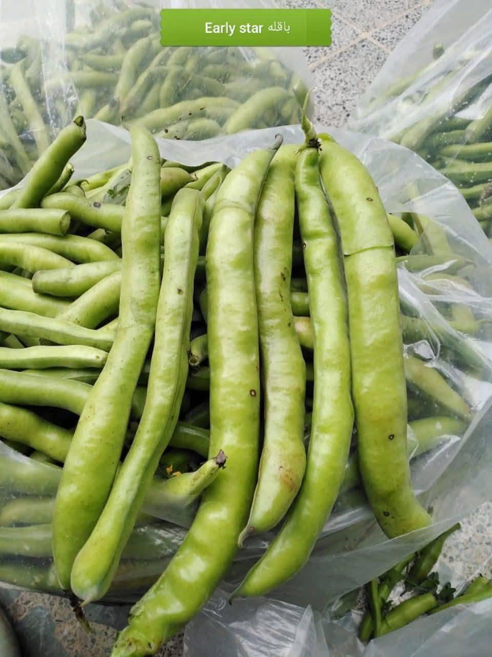 #باقلاء_هولندي_المنشأ
الاخوة المزارعين ، توفرت بذور الباقلاء الهولندية النخبة DULCE STAR (نجمة الخريف) 🌱.
لماذا تختار DULCE STAR؟
🟩 إنتاج وفير جداً: قرنات خضراء وحبات ممتلئة.
🌱 نسبة إنبات عالية: تصل إلى 90%.
#منشأ_هولندي_مضمون
 تباع البذور بالضمان الكامل لراحتك واطمئنانك!
🏡 يتوفر عند #مجمع_بيت_الزراعي
[احصل على بذورك الآن! 
***********
***********

