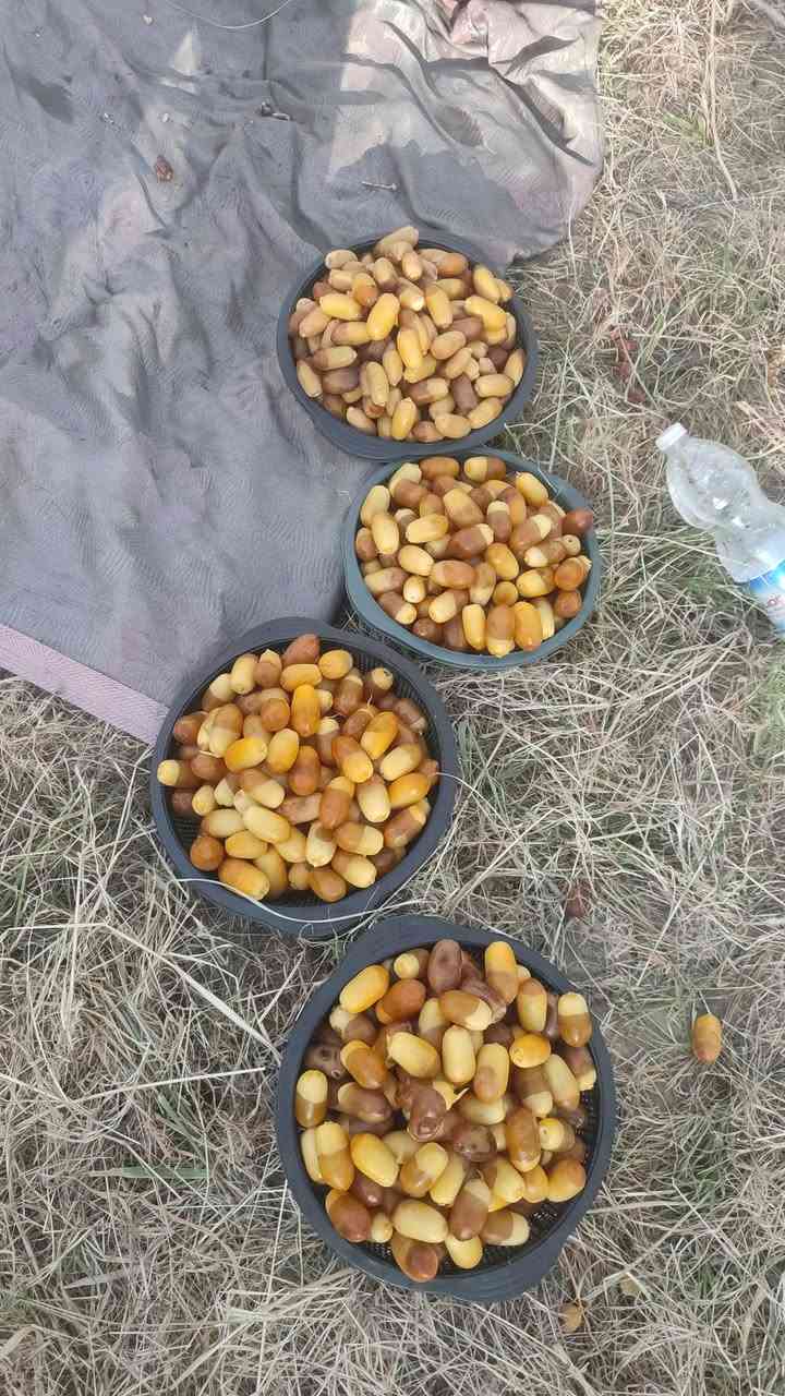 رطب • برحي • كربلاء الحسينيه