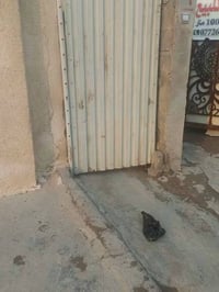 بل زعفرانيه • ٢٧٠م • مشمول بالتطويب