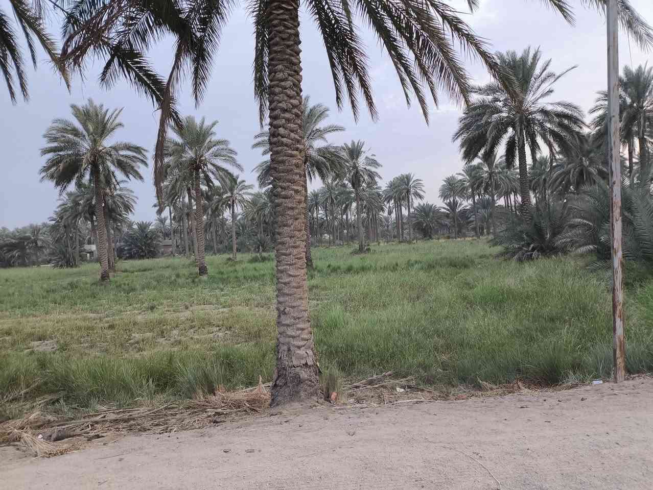 ٦ دونم ونص • ١٠٠+ نخلة • بين السده وطويريج