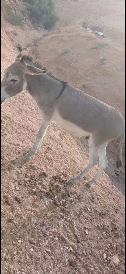 مطي • فحل • بصحة جيدة