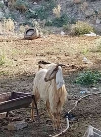عنوز • ٢ • صفرة-حمرة