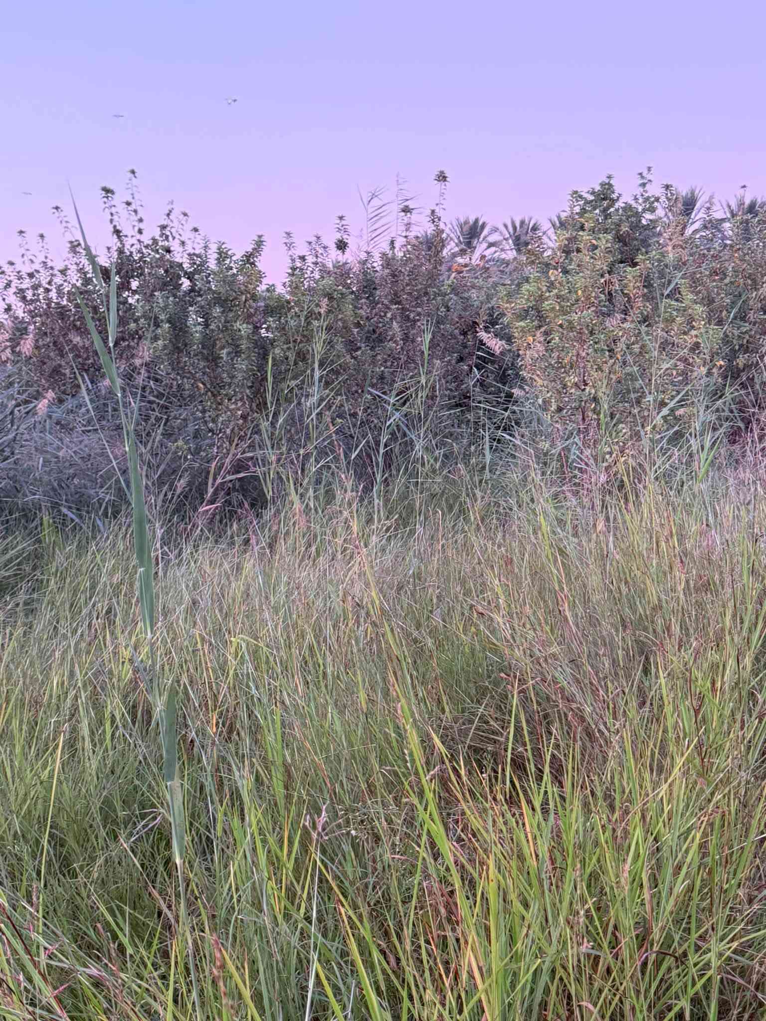 حشيش بلاش • حصيبه السنجك • جسر الحويجه