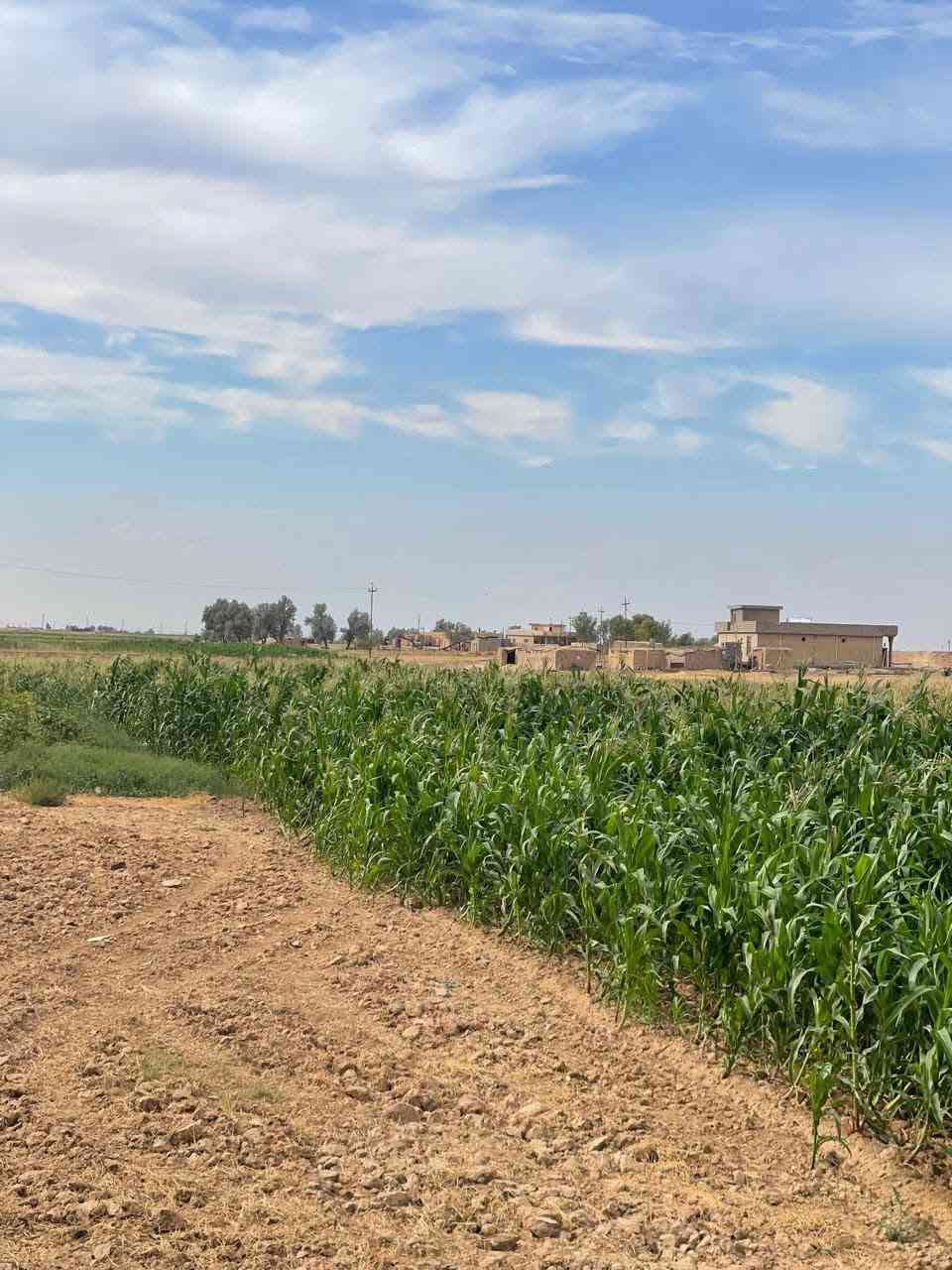 أذرة حشيش • جلام البوعجيل • ارتفاع ٢م