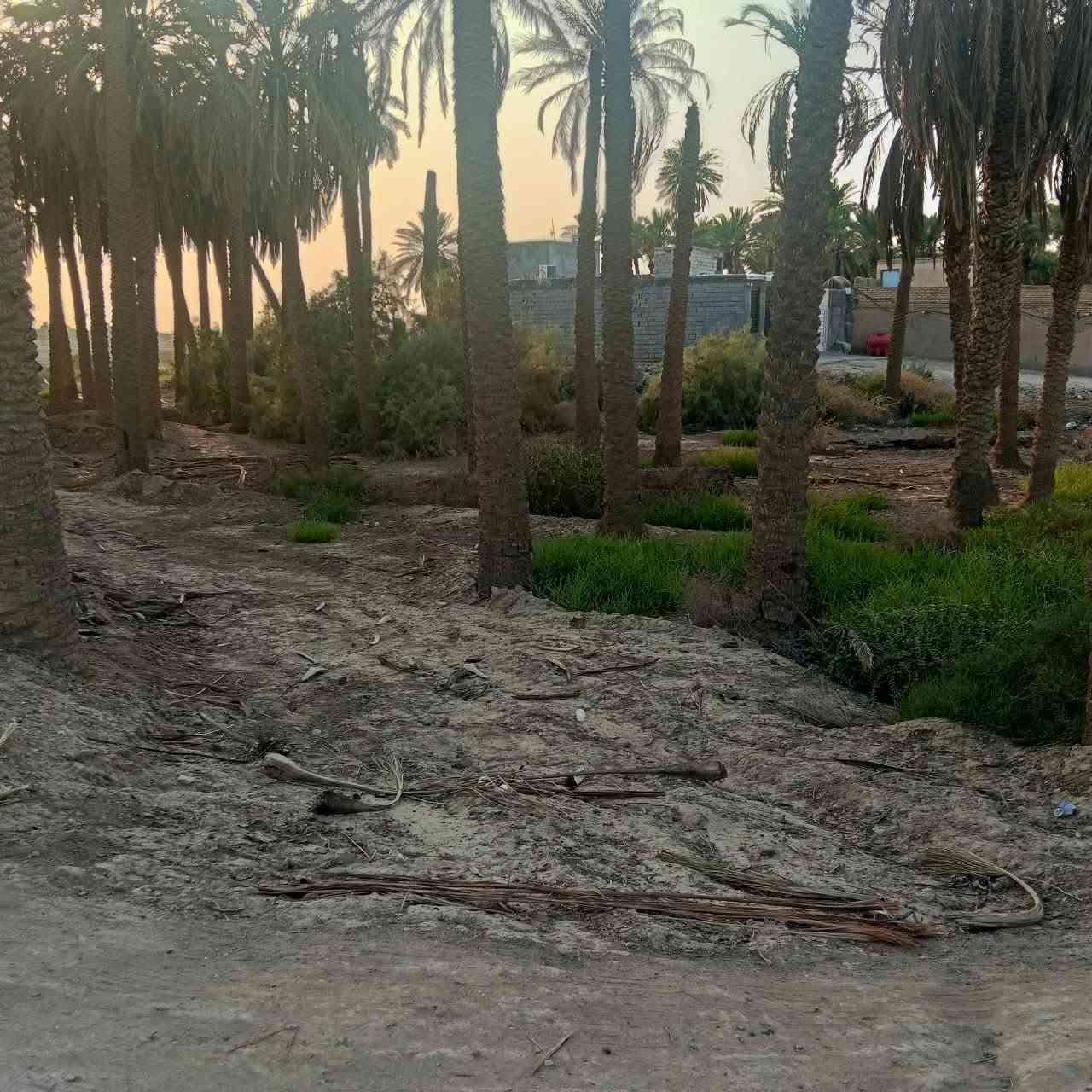 ارض زراعيه • ٢١٥٠م • شط الكسر