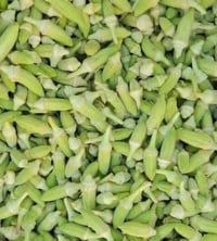 بانيا • طازج • من الشجرة