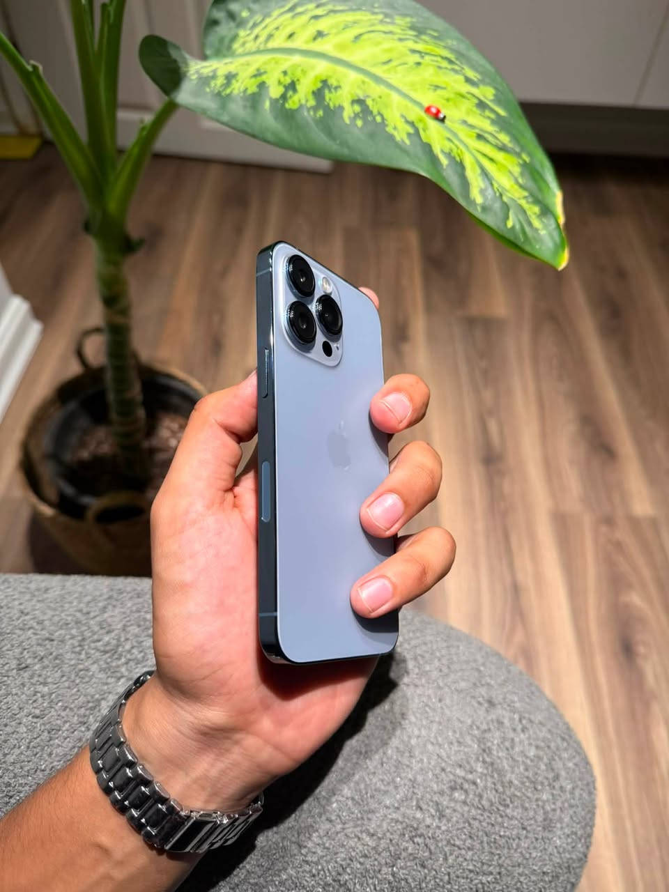 iPhone 13 pro

لون بحري -
ذاكرة 256 -
وتر بروڤ -
بطارية 100 -
أمريكي -
شاشة 3 خيارات -
فيس ايدي شغال -
نضافة 100‎%‎ -

الجهاز شخط مابي 

ملاحظة // فقط البطارية معلاية غير البطارية مابي ايشي 
وصرفة كلش طبيعي 

للاستفسار خاص او الاتصال -
☎️ ***********

