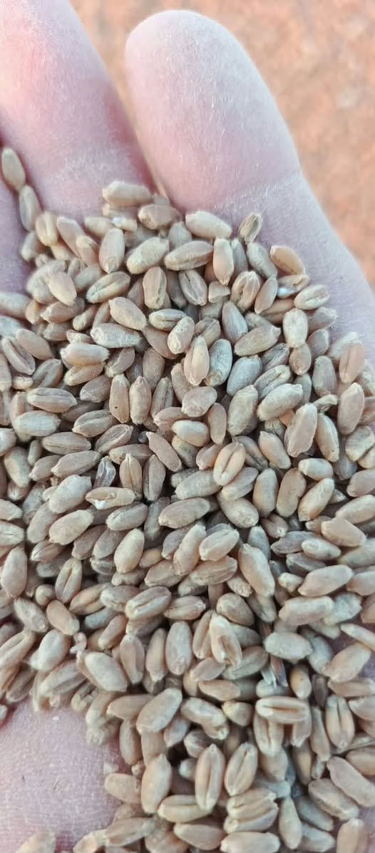 حنطة • بنت المغلف • نظيفة