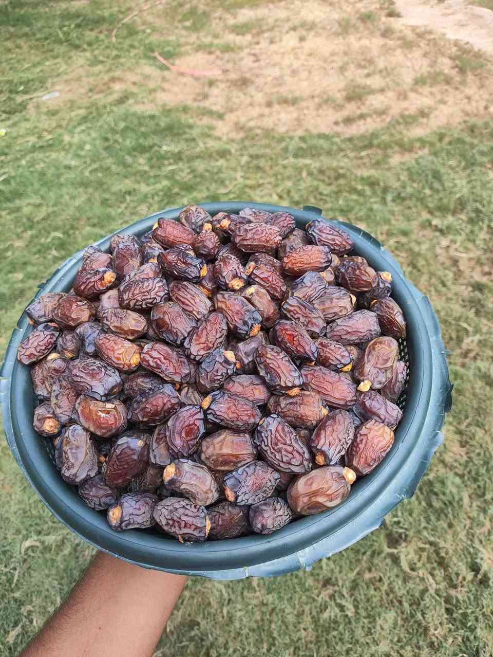 برحي درجة أولى • بريم ناشف خشن • دهن حر نضيف