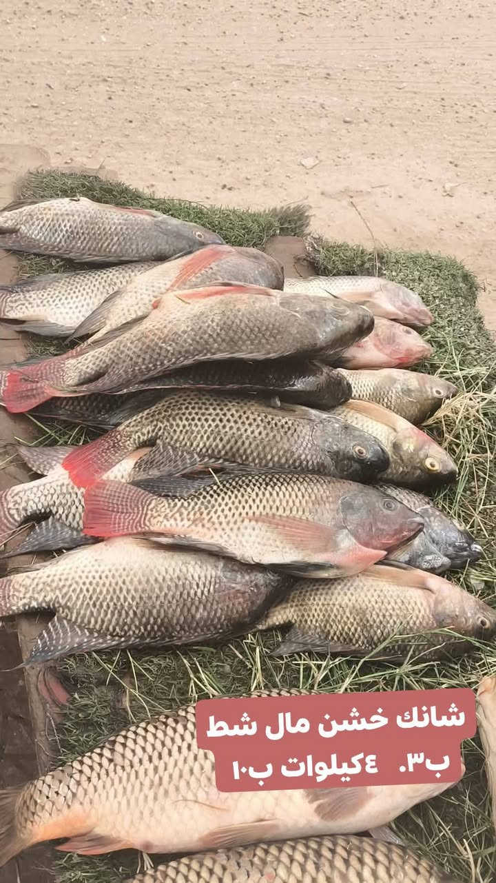 سمك • تنظيف مجاني • توصيل السماوه
