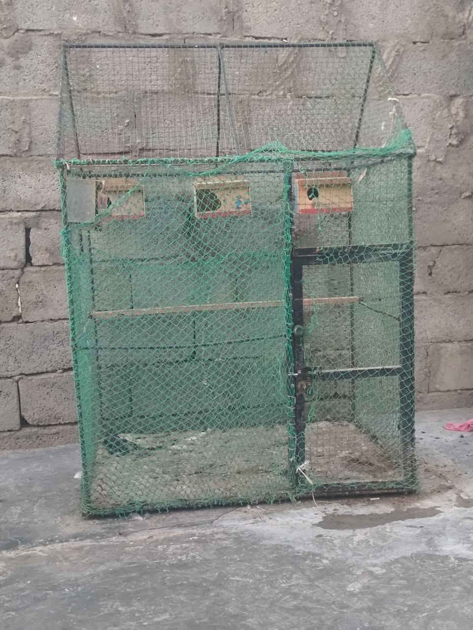 بسم الله وصلاه ع نبي محمد وآل محمد 🌺
متاح عنز شاميه اجذعه اول بطن وره اصخله اجذعه مال جنيه رقم واحد خشنانه وحلاه وره اصخله تبارك الرحمن 
ب ٤٠٠ هي وبنته 
اصخله حلوه غزلانيه سمينه تطلع بل ٩ كيلوات 
ب ١٥٠ فقط 
قفص مال اطيور ب ٥٠ كامل هو والبيوت ماله 
مكاني حديثه شيخ حديد يوجد توصيل حسب الاتفاق لشراي يتصل ويدلل 
***********
