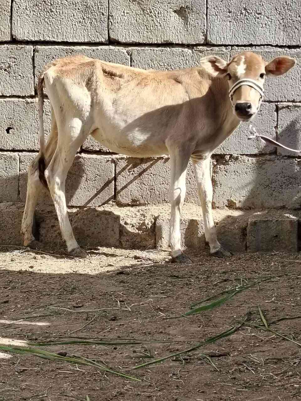 السلام عليكم
للبيع حوليه جنس هولنديه اصليه عمرها ٤ أشهر ترهم ربط وجنيه وشرط النصاحه السعر 780 وبيها مجال قليل الاستفسار الاتصال على الرقم *********** // *********** موجود توصيل حسب الاتفاق
