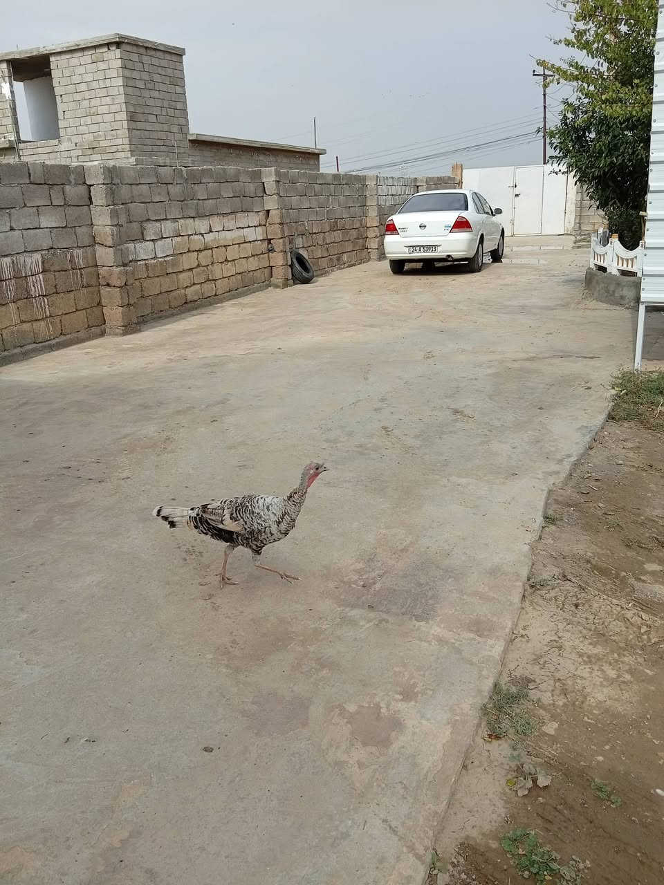 بصره • درجة اولى • للبيع