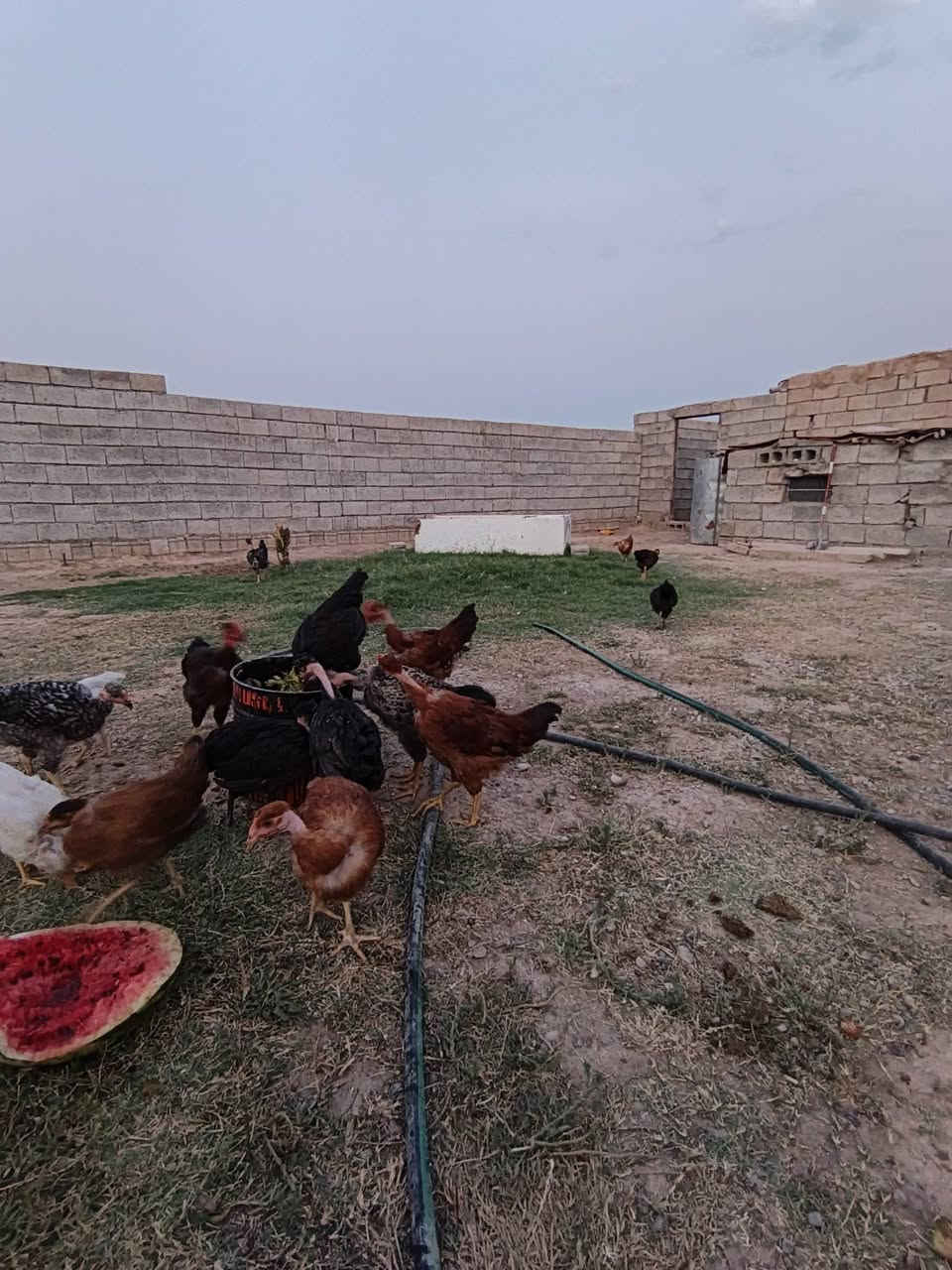 فروخ عرب للبيع علطيات كلهن سعر اجوز18الف غفل مكان قريه اصبيح ملقحات كل القاحات ***********
