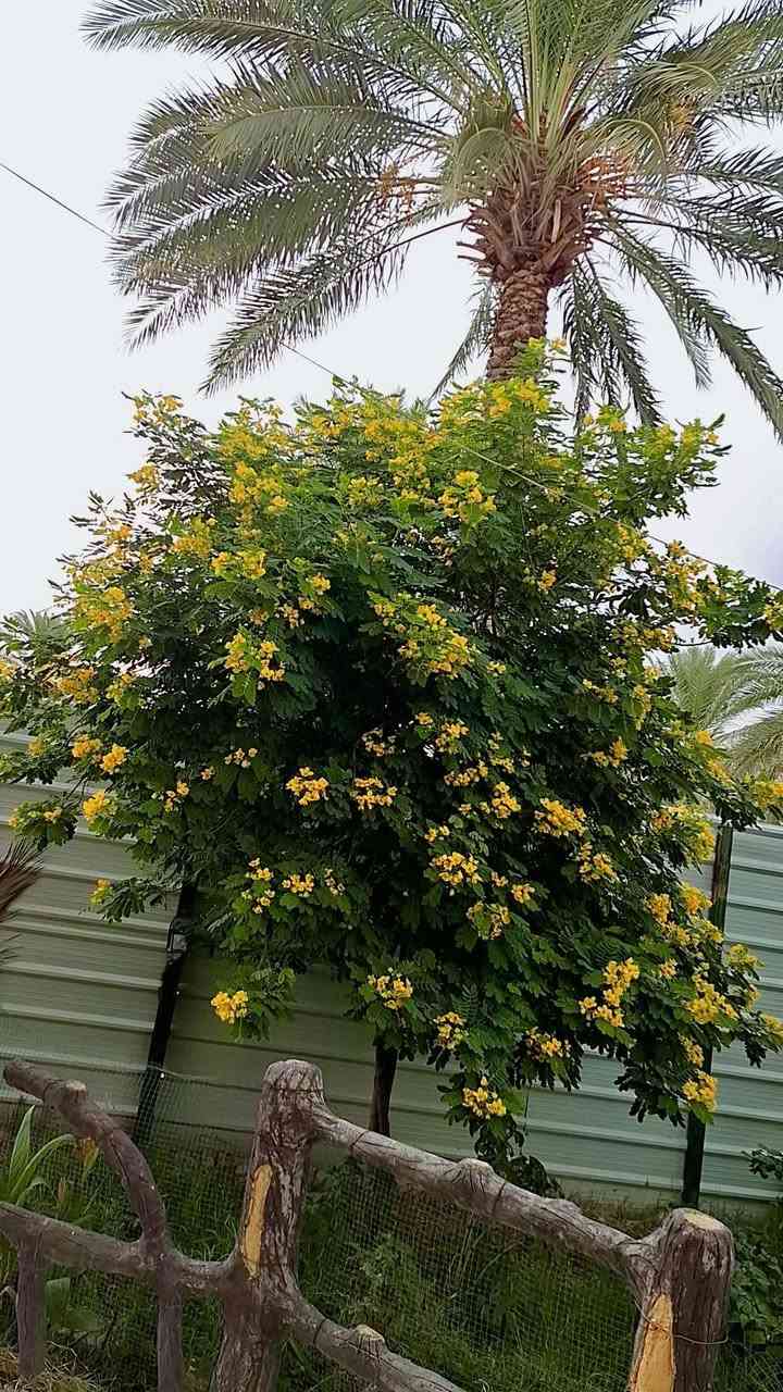 بابل المسيب • مزرعة ١٥٠٠م • سند ٢٥