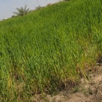 قرية المزرعه • ٤ دونم • كهرباء وماء