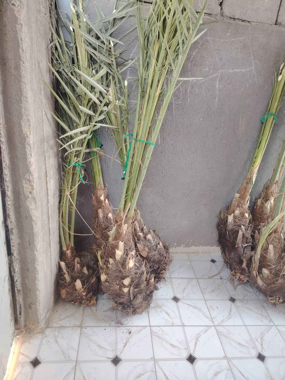السلام عليكم يوجد الدينا برحي ومكتوم ومجهول وكرنفلي وكافة انواع النخيل المكان بابل لاتصال ع الرقم ***********
