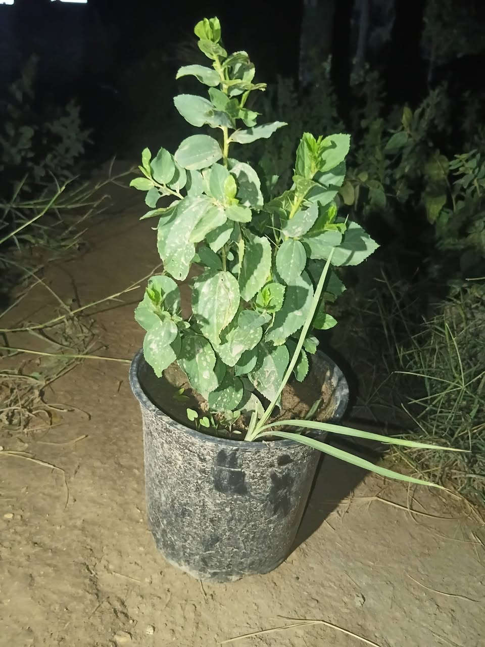 سدر حشري • مشتل حيدر • ١١٠٠
