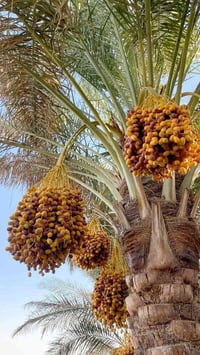 شالوع نخل • ذو خبره • أسعار مناسبة