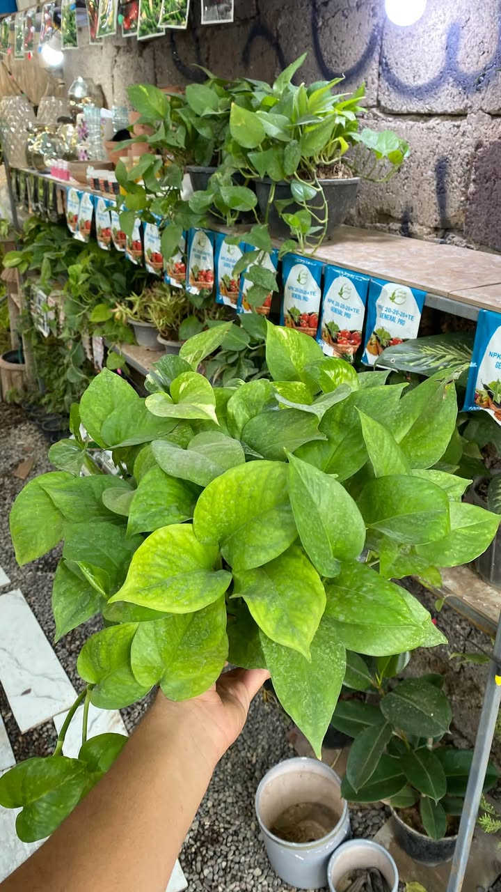 🌿🔥 عرض اليوم من مشتل دوميز 🔥🌿

اللبلاب الجميل صار متوفر عندنا بس بـ 6000 د.ع للقطعة 😍🪴

✨ مناسب للبيت والحديقة
🌿 يضيف لمسة خضراء جميلة للمكان
💚 خيار حلو لكل محبي النباتات

🚚 التوصيل للمناطق القريبة بـ 1000 د.ع فقط

📦 الكمية محدودة، لا تفوّت العرض 😉🔥
📍 العرض حصري بس يم مشتل دوميز

📲 للطلب والاستفسار واتساب:
***********

🌷 مشتل دوميز — نخلي بيتك أحلى بالخضرة 🪴💙
