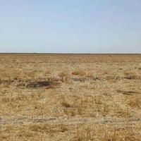 ٥٠٠دونم • بغداد كوت • خلف معامل طابوق