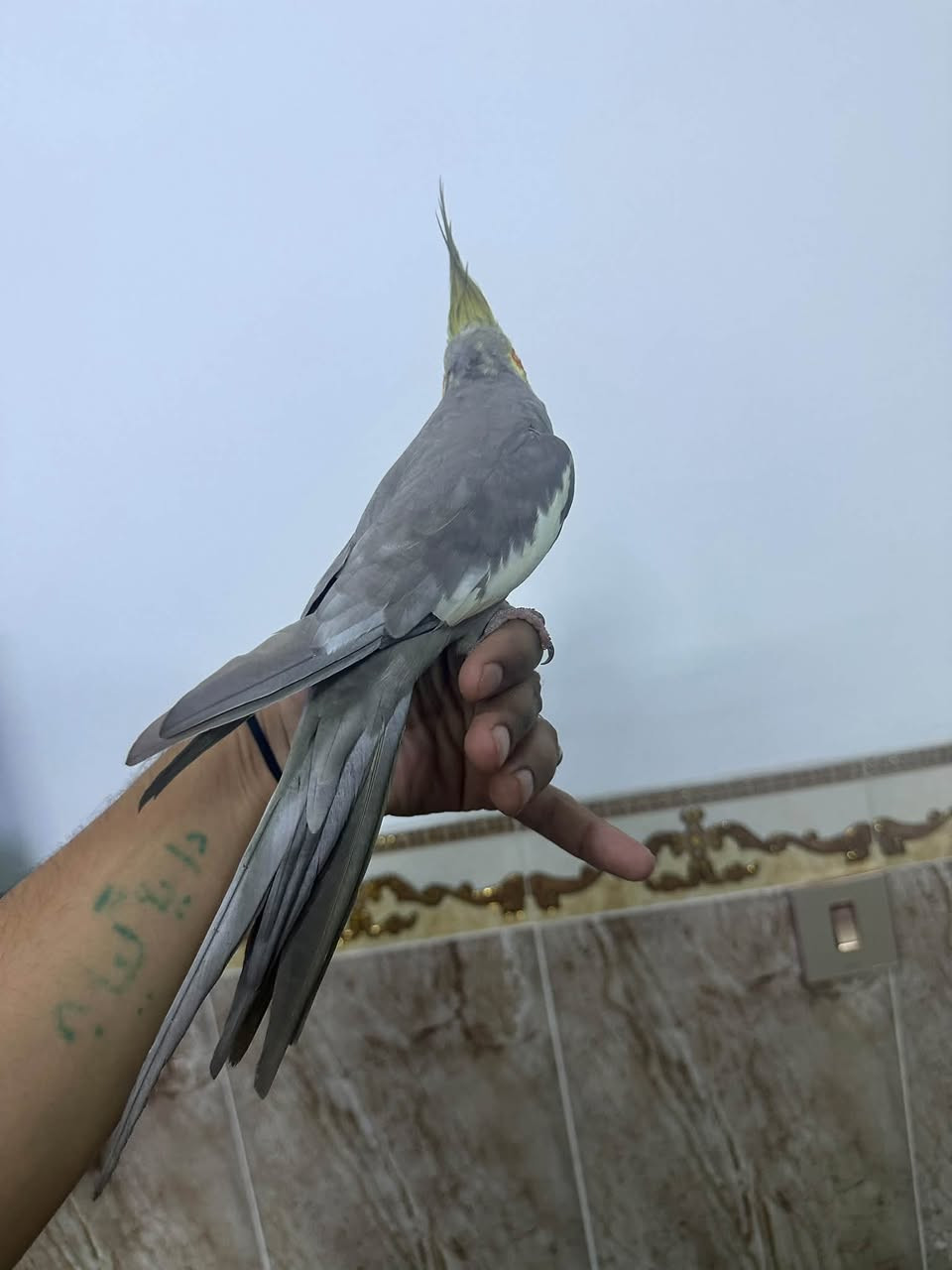 دونر • ممتاز