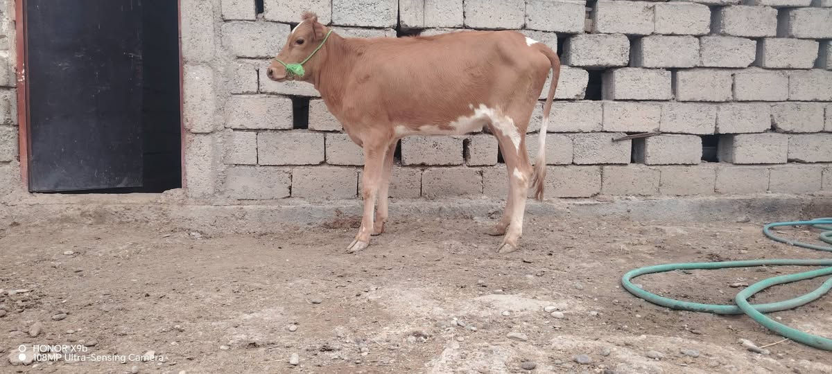 هونر X9b • ١٠٨ميجابكسل • جنس خشن