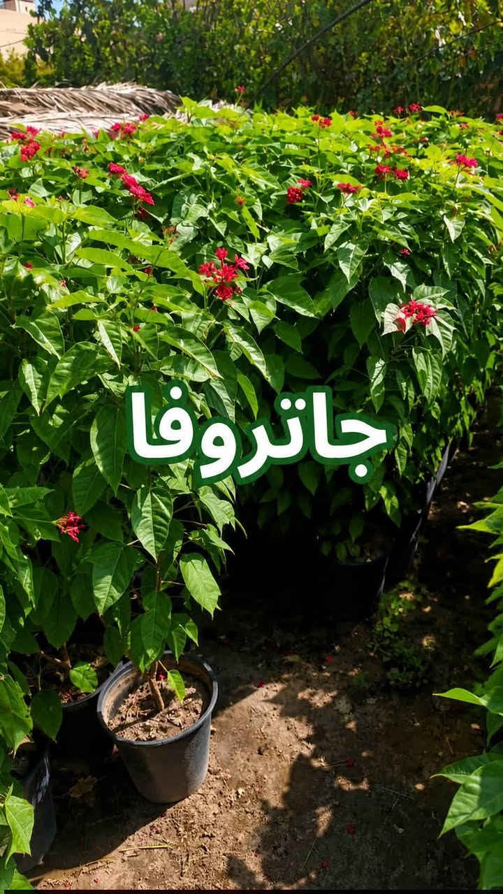 السلام عليكم متابعينا 🤍
🌿 اجعلوا من مساحتكم حديقةً تنبض بالحياة والجمال🩷  

تشكيلة مميزة من الشتلات والأشجار ونباتات الزينة، اخترناها لتمنح منزلكم لمسةً من الطبيعة، وتضيف إلى حدائقكم جمالًا لا يُملّ. 🌸🌳

🌱 شتلات متنوعة
🌺 أزهار بألوان ساحرة
🌳 أشجار ونباتات للحدائق
🪴 خيارات جميلة لكل من يحب الخضرة
ازرعوا اليوم… واحصدوا جمالًا يدوم. 💚

📩 للاستفسار عن الأنواع والأسعار والحجز، تواصلوا معنا عبر الخاص او اتساب ***********

متوفر توصيل لجميع محافظات العراق 🚗🚗

فالحديقة الجميلة تبدأ بنبتة واحدة. 🌿
