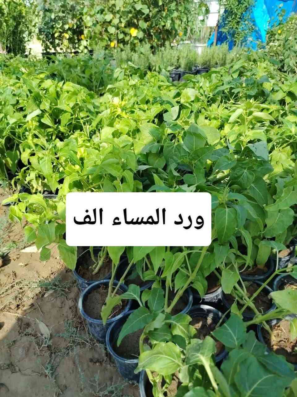 اللهم صلي على محمد وال محمد
🛑مشتل نعناعه الرفاعي الصوب الاول مجاور جسر المشاة بتجاه السايلو (ع شط)  مقابل مدرسة الرقيم الأهليه  ***********

نص مكتوب في الصور:
- دم العاشق الف
- ورد الصباح الف
- لبلاب احمر الف
- ياس تركي الف
- ورد المساء الف
- کاربس ارتفاع مترر
- بالف
- عبن البزون الف
- ورد الزينيا الف
- نبات السجاد الف