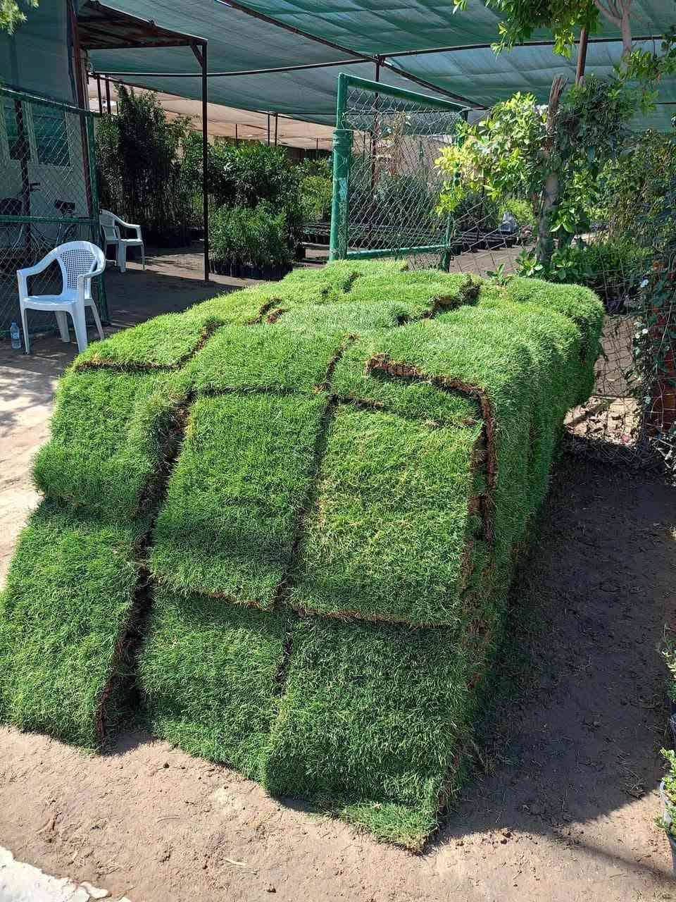 🌳 نوفر لكم كافة أنواع الأشجار والنباتات الظلية الداخلية والخارجية
🍃 والثيل بأنواعه الطبيعي والصناعي
🏡 تنفيذ وعمل الحدائق بأيدي كادر متميز وبأجمل التصاميم
📍 العنوان: بابل – طريق حلة/نجف – قرب جامعة بابل
📞 للاستفسار: ***********
🌱 جمال حديقتك يبدأ من هنا… أهلاً وسهلاً بكم

