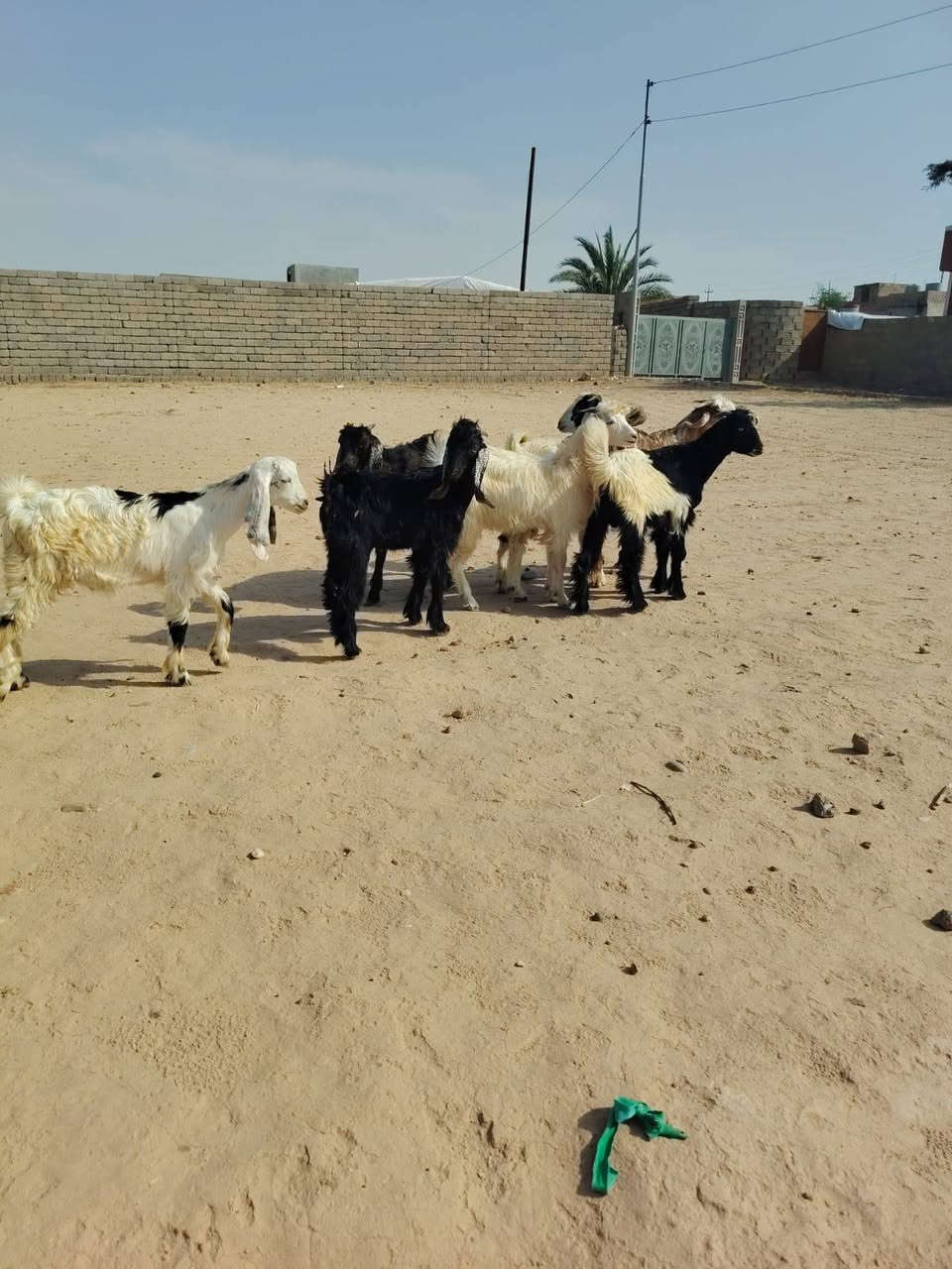جديان • حلال درجة أولى • الشرقاط